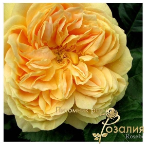Роза 100 Idees Jardin (100 Ідей Сада)