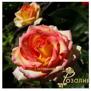 Роза Alexandrine (Александрин)