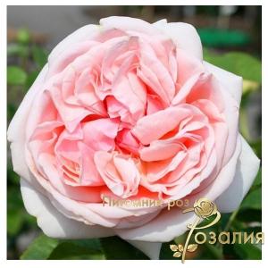 Aphrodite (Афродіта)