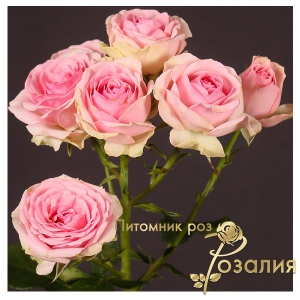 Роза Dinara (Динара)