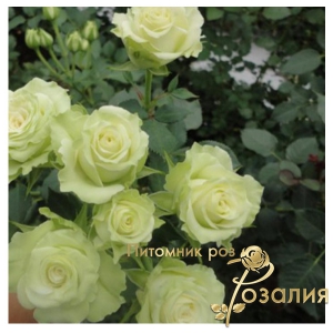 Роза Green Glow (Грин Глоу)