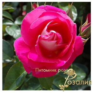 Heimatmelodie (Хайматмелоді)