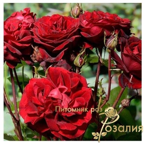 Isabelle Renaissance (Ізабель Ренесанс)