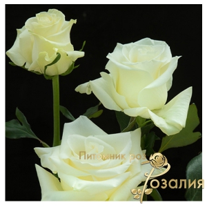 роза Mondial (Мондиаль)