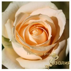 Peach Avalanche (Піч Аваланч)