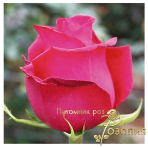 Роза Pink Floyd (Пинк Флойд)