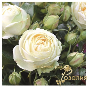 роза Wedding Piano /Веддинг Пиано/