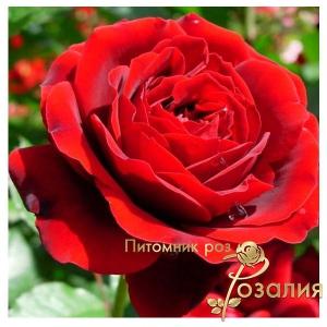 Isabelle Renaissance (Ізабель Ренесанс)