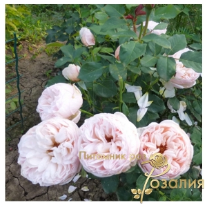 Роза Alexandrine (Александрин)