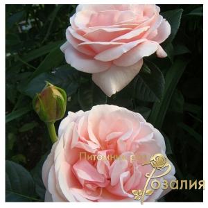 Aphrodite (Афродіта)