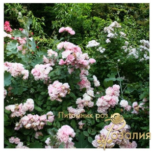 Brise Parfum (Бриз Парфум)