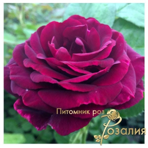 Ebb Tide (Ебб Тайд)