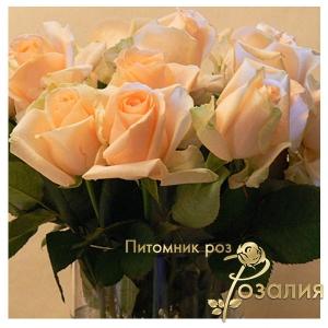 Peach Avalanche (Піч Аваланч)