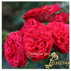 Роза Piano (Пиано)