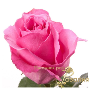 Роза Pink Floyd (Пинк Флойд)