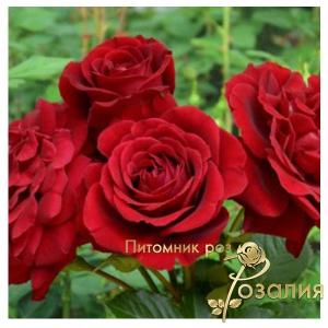 Isabelle Renaissance (Ізабель Ренесанс)