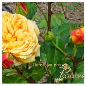 Роза 100 Idees Jardin (100 Ідей Сада)