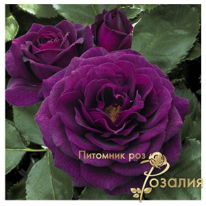 Ebb Tide (Ебб Тайд)