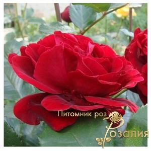 Isabelle Renaissance (Ізабель Ренесанс)