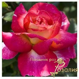 Bolchoi / Великий Театр /