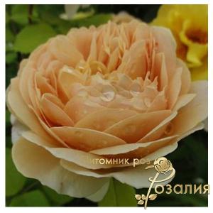 Charles Darwin / Чарльз Дарвін /