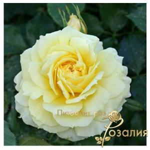 China Girl / Чайна Гел /