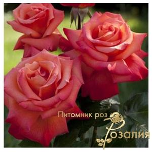 Christophe Colomb / Крістоф Колумб /