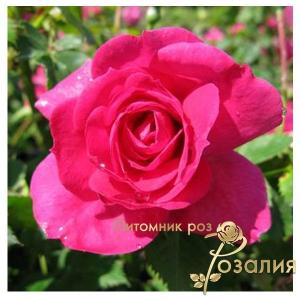 Emily / Емілі /