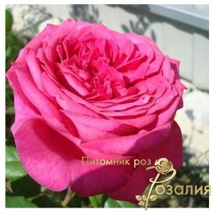 Goethe Rose / Роза Гете /