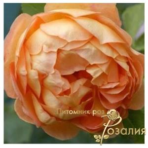 Lady of Shalott / Леді шалотт /
