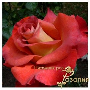 Leonidas / Леонідас /
