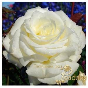 Memoire / Меморі /