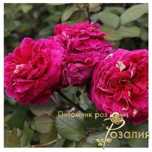 Romanza / Романза /