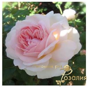 Sharifa Asma / Шаріфа Асма /
