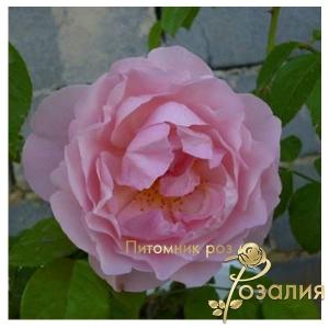 Strawberry Hill / Строуберрі Хілл /