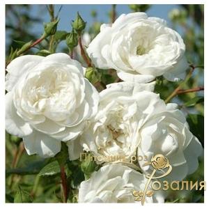 Swany / Cвані /