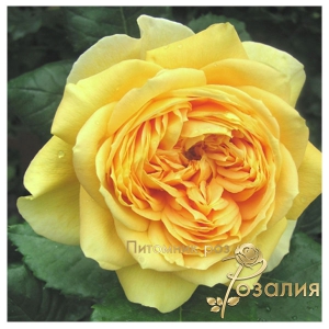 Роза 100 Idees Jardin (100 Ідей Сада)