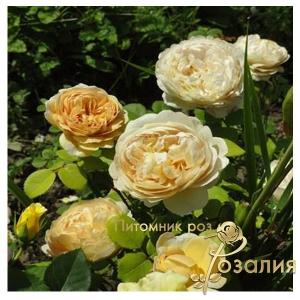 Charles Darwin / Чарльз Дарвін /