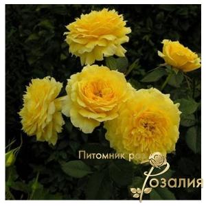 China Girl / Чайна Гел /