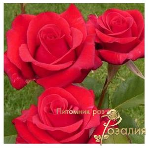 Kardinal 85 / Кардинал /
