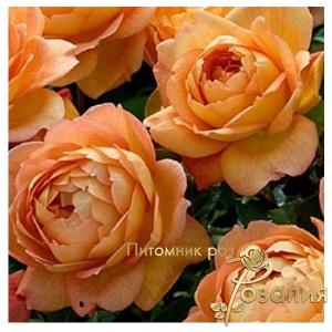 Lady of Shalott / Леді шалотт /