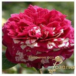 Romanza / Романза /