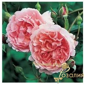 Strawberry Hill / Строуберрі Хілл /
