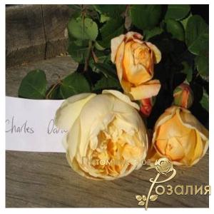 Charles Darwin / Чарльз Дарвін /