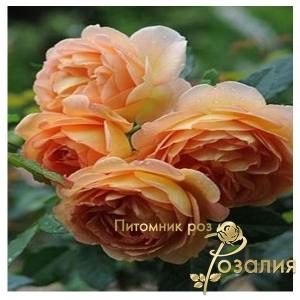 Lady of Shalott / Леді шалотт /