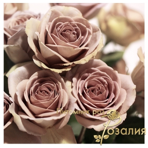 Amnesia (Амнезія)