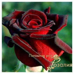Black Magic / Блек Меджік /