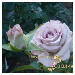 Boyfriend / Бойфренд /