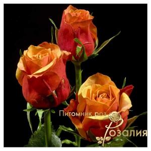 Cherry Brandy / Чері Бренді /
