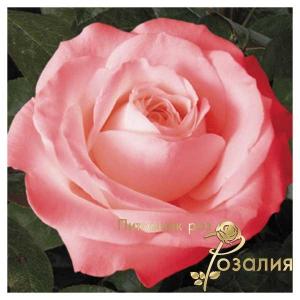Desire / Дезіре /